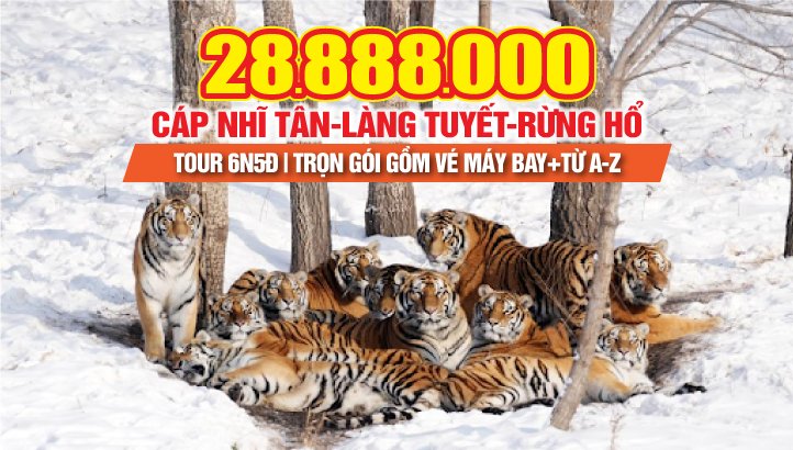 Tour du lịch Cáp Nhĩ Tân 6N5Đ | Làng Tuyết / HỒ PHONG LĨNH - Phim trường OAI HÙM - Trượt tuyết YABULI - Rừng Hổ Siberia - công viên gấu trúc