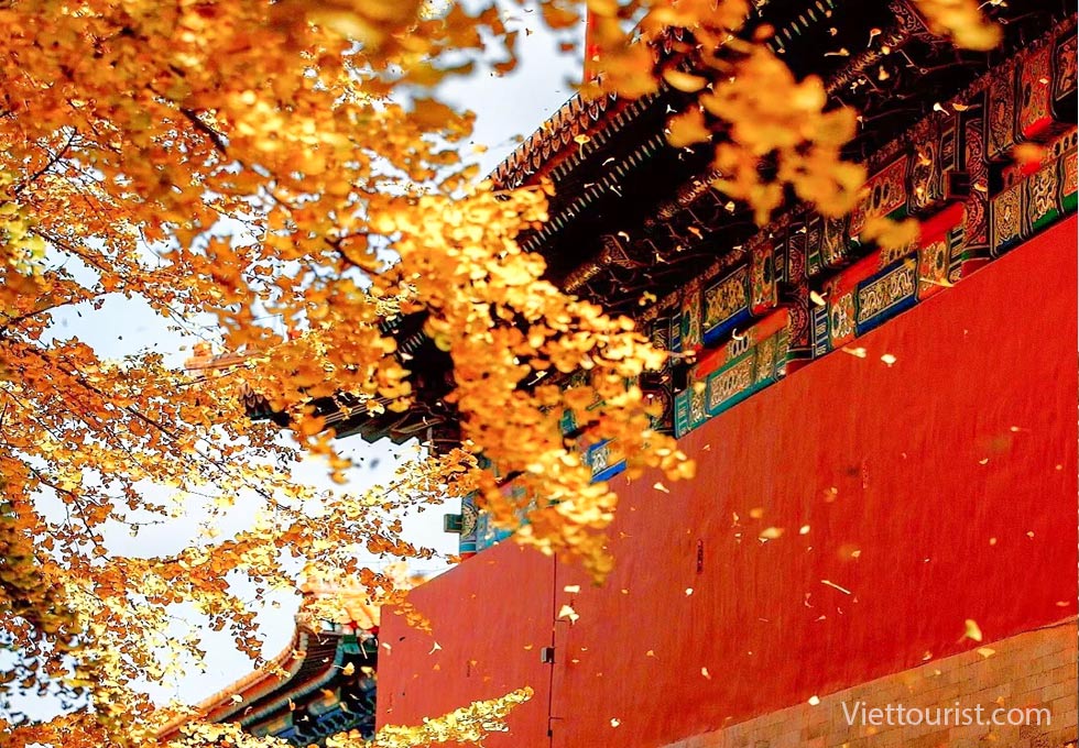 Mùa thu Bắc Kinh - Khi Wattpad không nói thành hiện thực lãng mạn