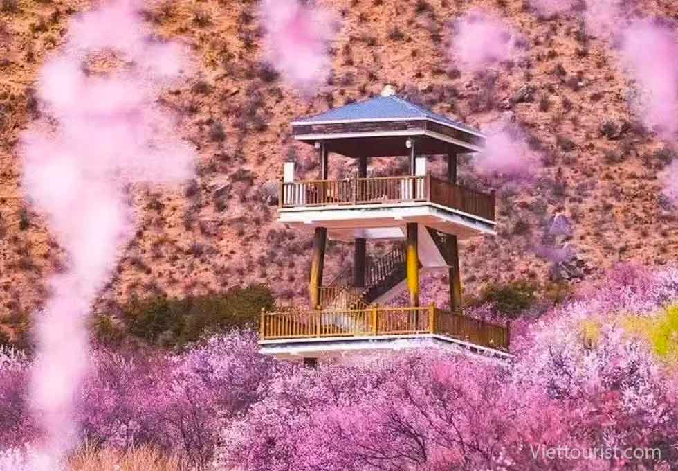 LỄ HỘI HOA ĐÀO NYINGCHI: LẠC BƯỚC VÀO XỨ SỞ CỔ TÍCH GIỮA ĐỈNH NÚI TUYẾT