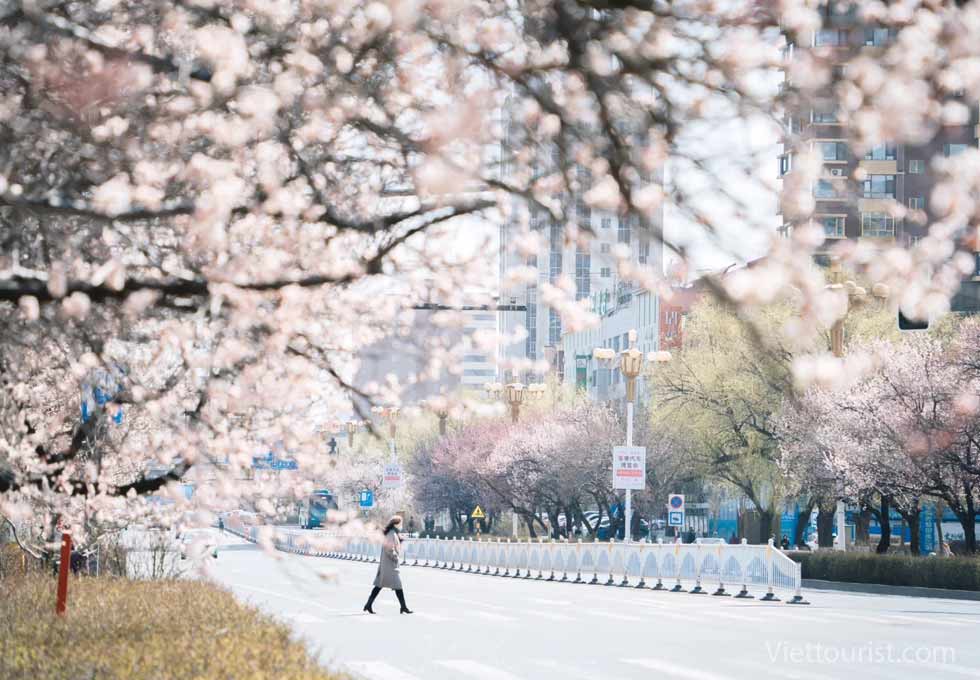 MÙA XUÂN HOA ĐÀO TRƯỜNG XUÂN - THANH ÂM DIỆU KỲ CỦA VÙNG ĐÔNG BẮC