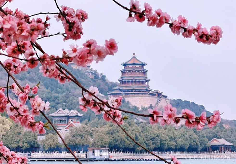 MÙA HOA ĐÀO DI HÒA VIÊN - NÉT XUÂN VƯƠNG GIẢ GIỮA LÒNG HOÀNG GIA