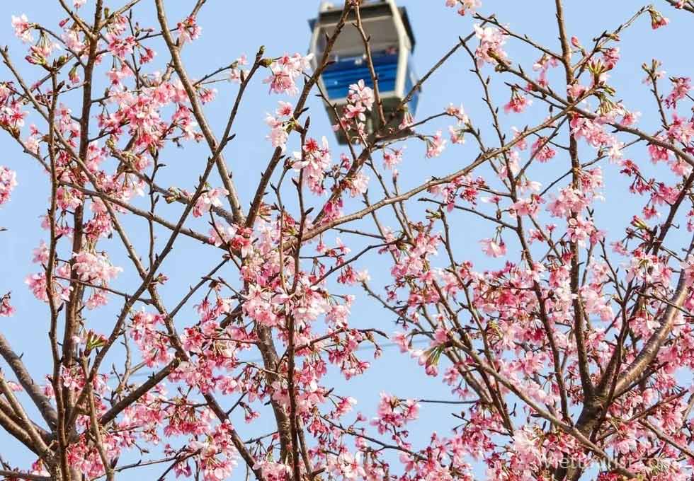 DU LỊCH HỒNG KÔNG MÙA HOA ĐÀO - ĐIỂM HẸN XUÂN LÃNG MẠN