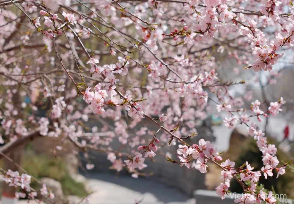 MÙA HOA ĐÀO NINH HẠ - SẮC HỒNG TRÊN CAO NGUYÊN NẮNG GIÓ