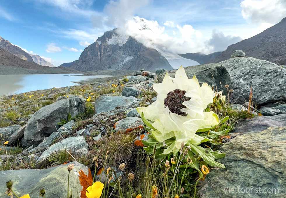 Sen Tuyết Thiên Sơn – Báu vật giữa dãy núi Tân Cương