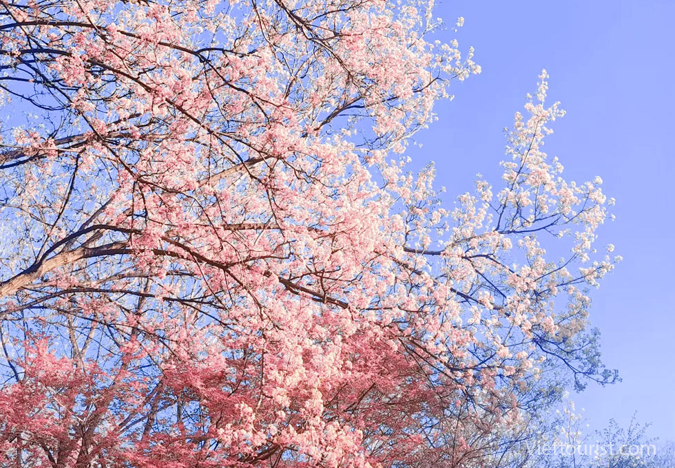 MÙA XUÂN TẾ NAM - KHI SẮC ĐÀO GIAO THOA CÙNG THÀNH PHỐ NGÀN SUỐI