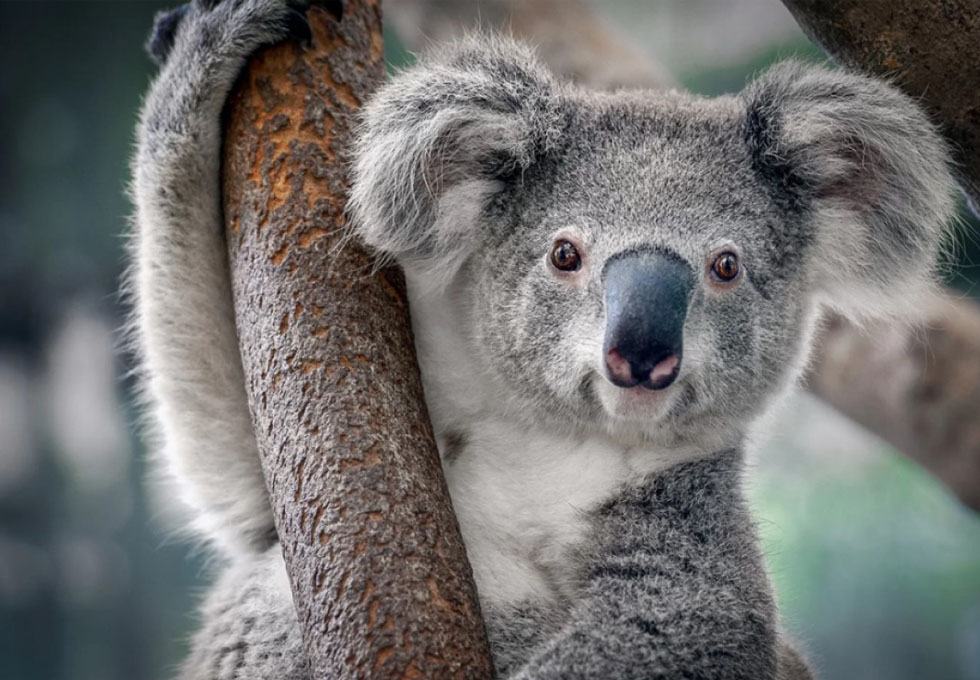 NHỮNG SỰ THẬT THÚ VỊ VỀ GẤU KOALA