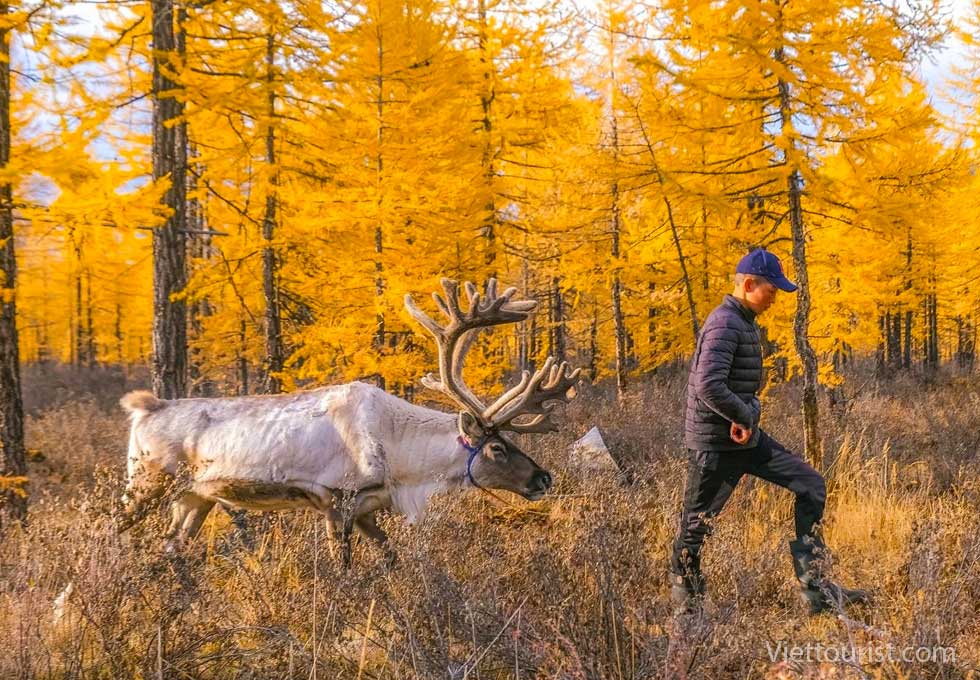 Taiga Đông Mông Cổ và Taiga Tây Mông Cổ là gì?
