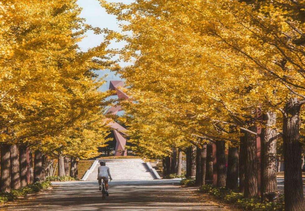Đến Nhật Bản thì ngắm lá vàng ở đâu?