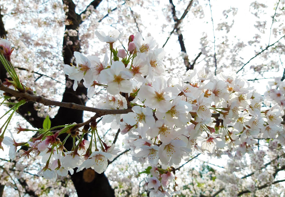 Ký sự du lịch Nhật Bản - Mùa xuân sang có hoa anh đào