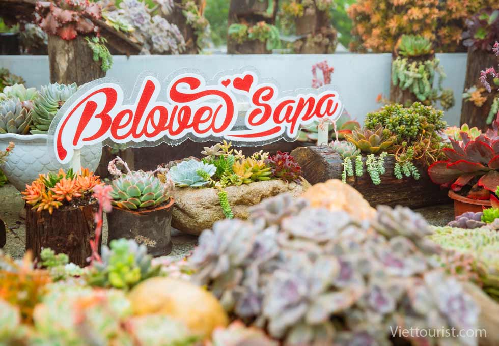 Lễ Hội Hoa Sen Đá 2025 – Lạc Bước Giữa Miền An Nhiên