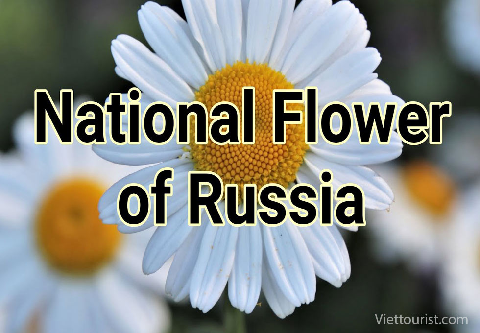 QUỐC HOA NƯỚC NGA – HOA CÚC TRẮNG THANH KHIẾT VÀ BIỂU TƯỢNG CỦA TÌNH YÊU VĨNH CỬU