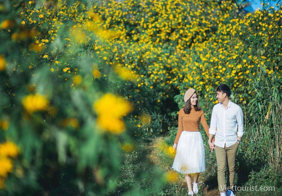 Mùa Hoa Dã Quỳ Tây Nguyên – Khi Đất Trời Vào Vụ Vàng Rực Rỡ