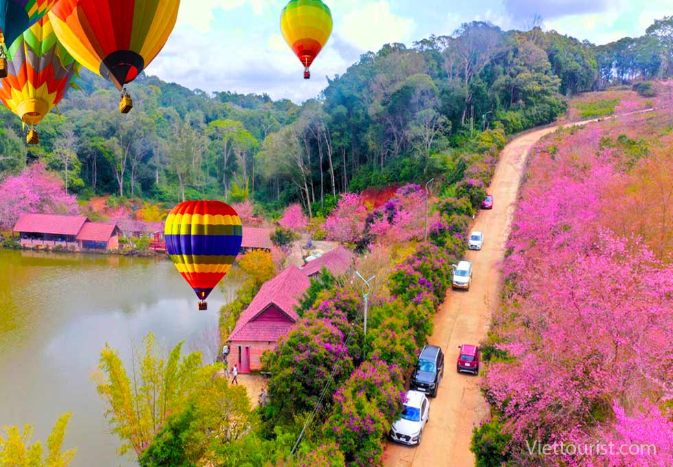 Măng Đen đón khách ngắm hoa anh đào với chuỗi hoạt động văn hóa - du lịch đặc sắc đầu năm 2026
