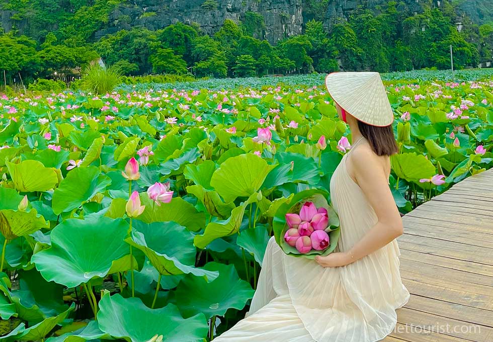 Du Lịch Ninh Bình: Tinh Khôi Mùa Sen Tam Cốc - Hương Thơm Giữa Lòng Di Sản