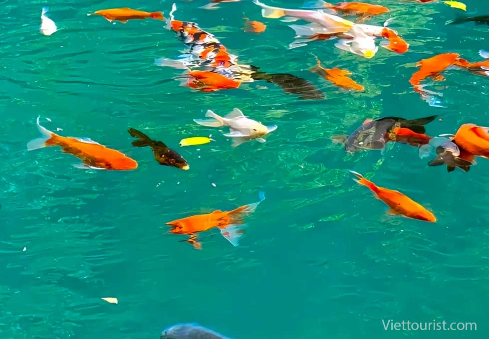 Cửu Trại Câu Mùa Hè: Tọa Độ Vàng Cho Những Khung Hình Nền Máy Tính Điện Thoại Tuyệt Mỹ