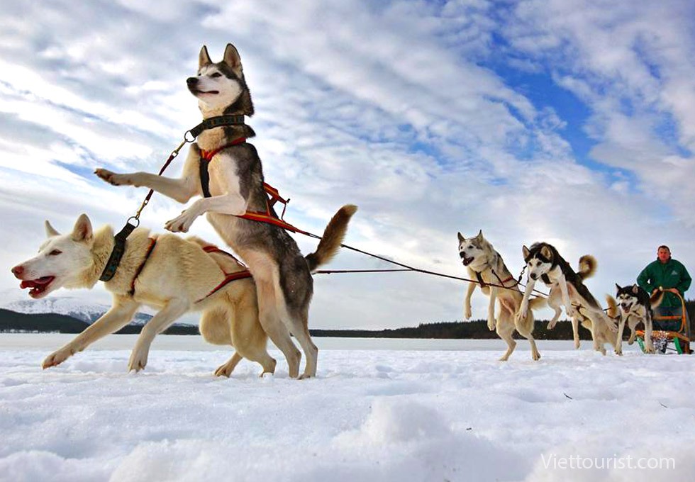 Chó Husky kéo xe tuyết – Trải nghiệm mùa đông đáng nhớ ở Murmansk