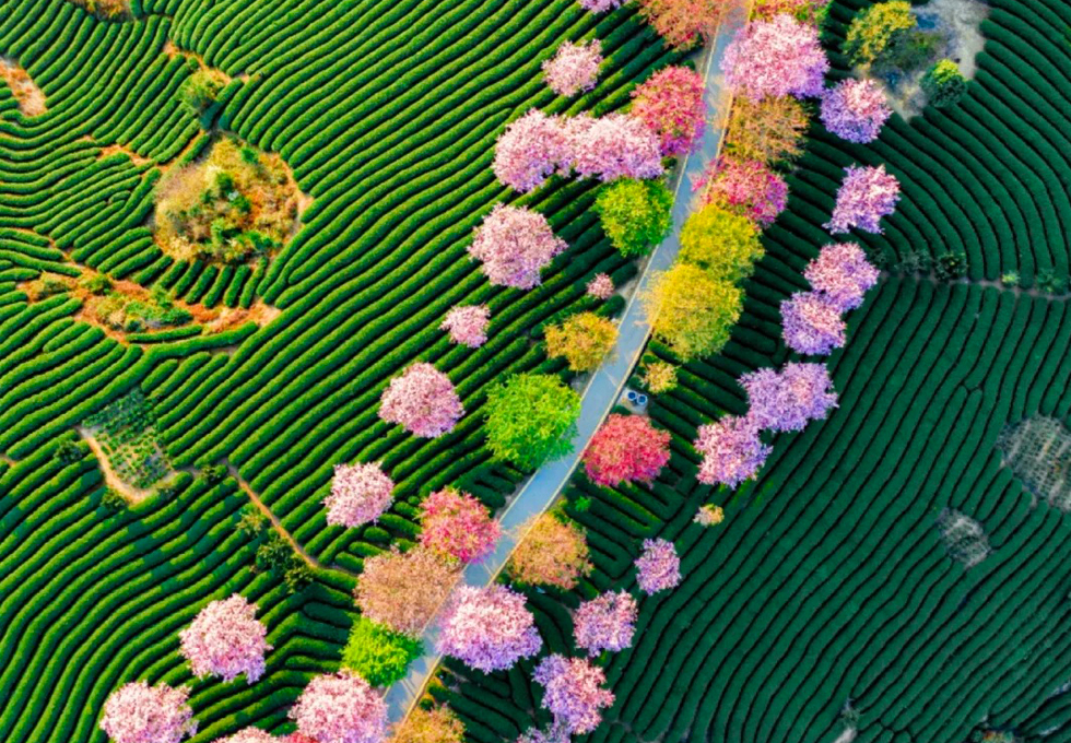 MÙA HOA ĐÀO HẠ MÔN - SẮC XUÂN DỊU DÀNG BÊN BỜ BIỂN XANH