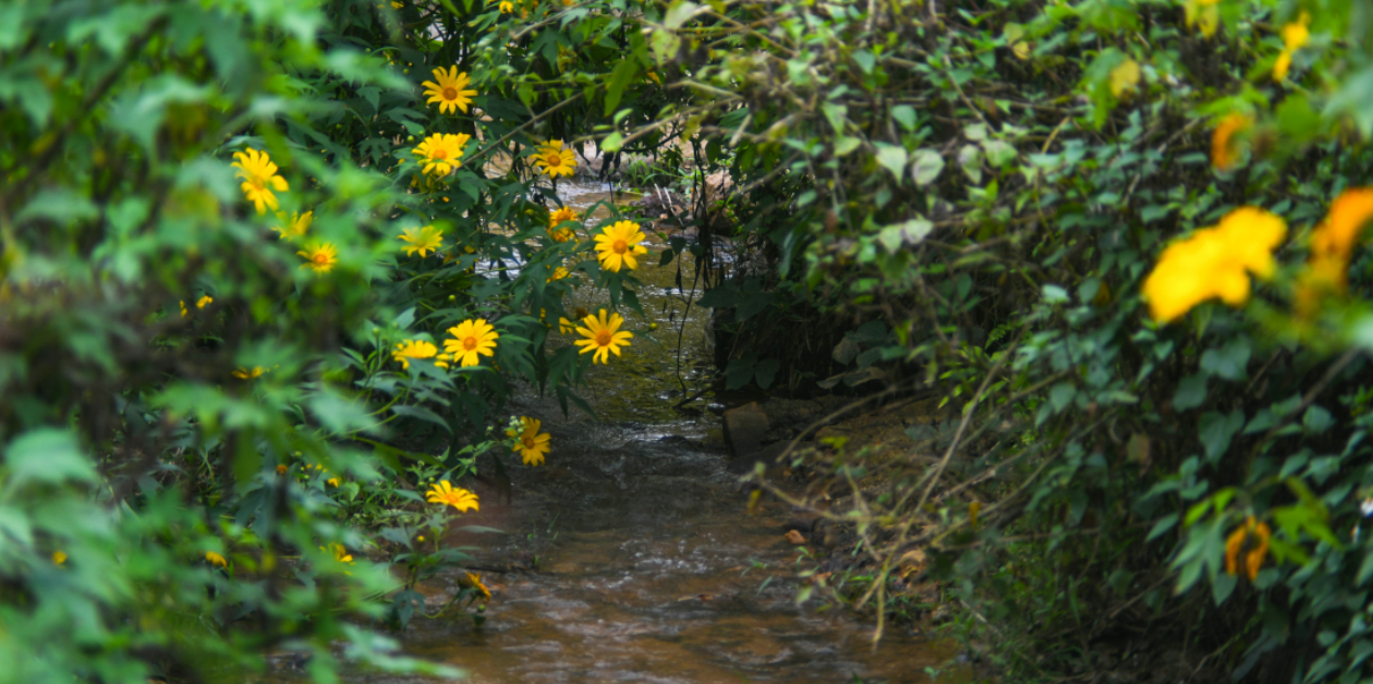 Dòng suối chảy ra đường quốc lộ 279B từ khu di tích Sở Chỉ huy cũng điểm những bông hoa dại màu vàng nắng
