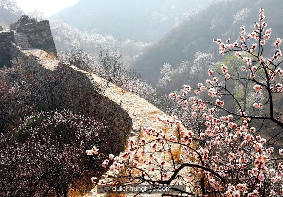 du lịch Bắc Kinh Vạn Lý trường thành mùa hoa anh đào